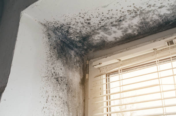 Affordable Black Mold Remediation solutions in Rocky Ridge, MD
