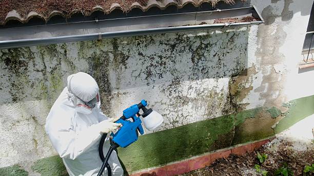 Top rated local Black Mold Remediation specialists in Rocky Ridge, MD